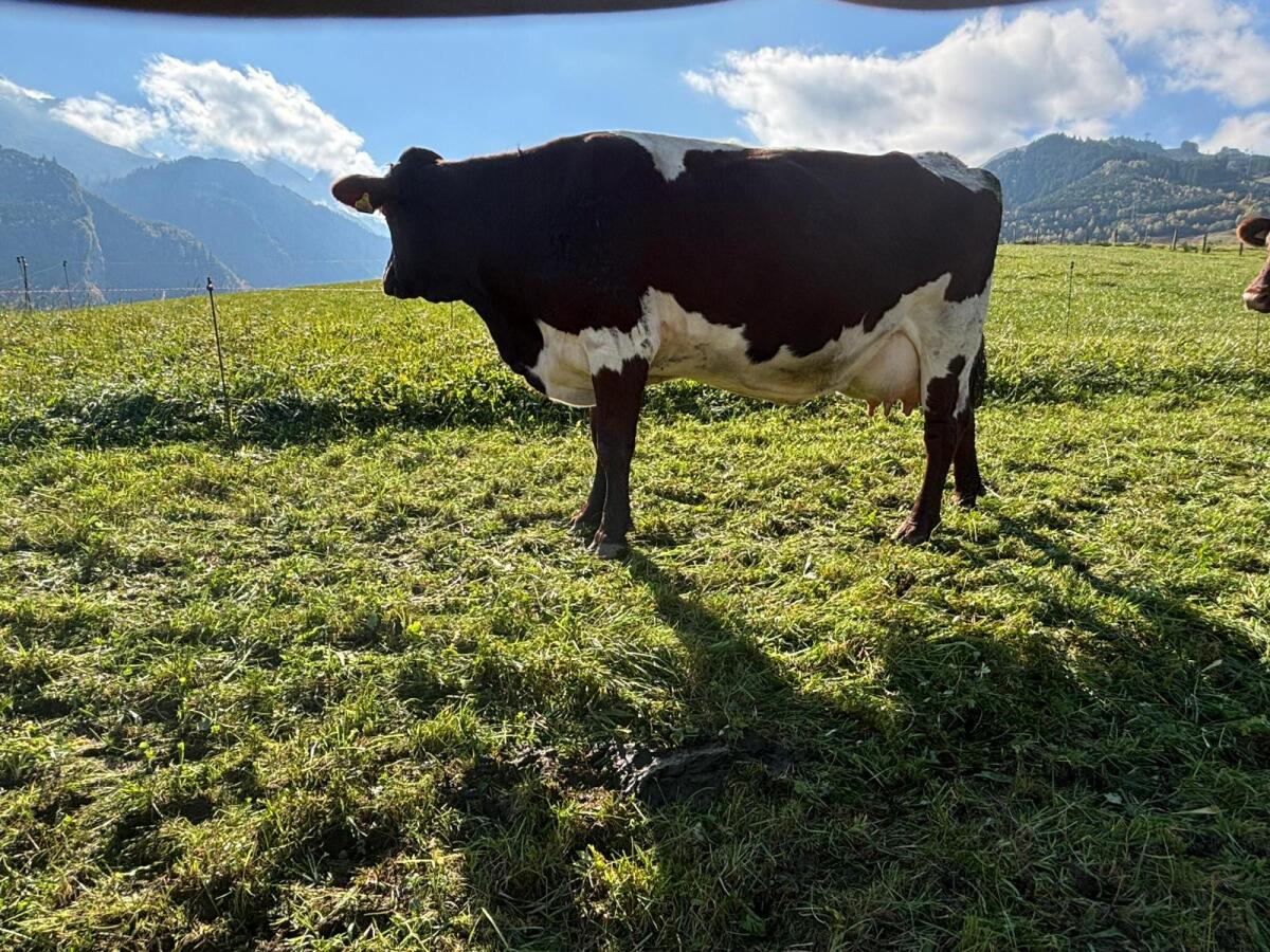 Verkaufe Bio Pi x RF Kuh 1