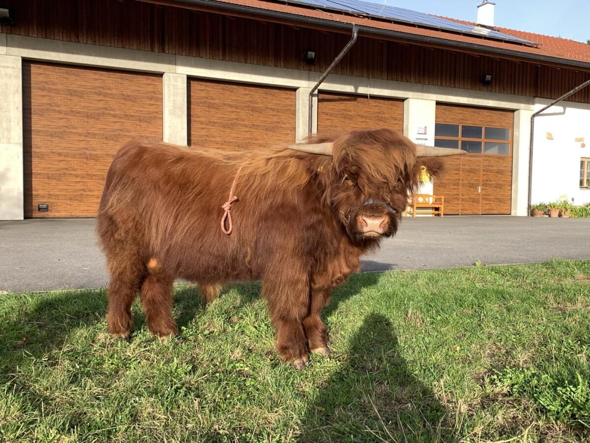 Hochlandrind TOP Zuchtbulle - Herdbuch A - BIO 3