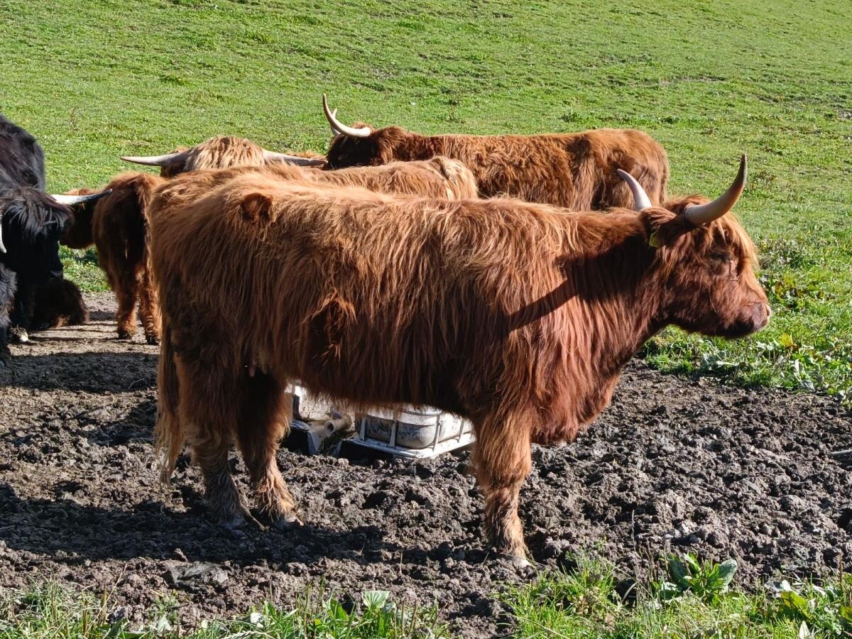 Hochlandrinder zu verkaufen 3