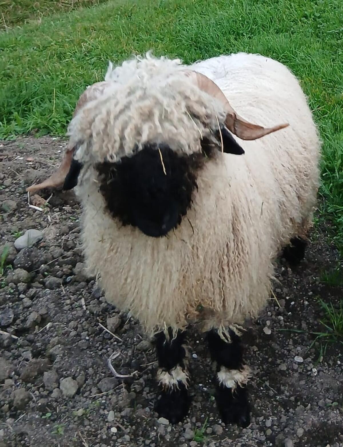 Walliser Jungbock 2