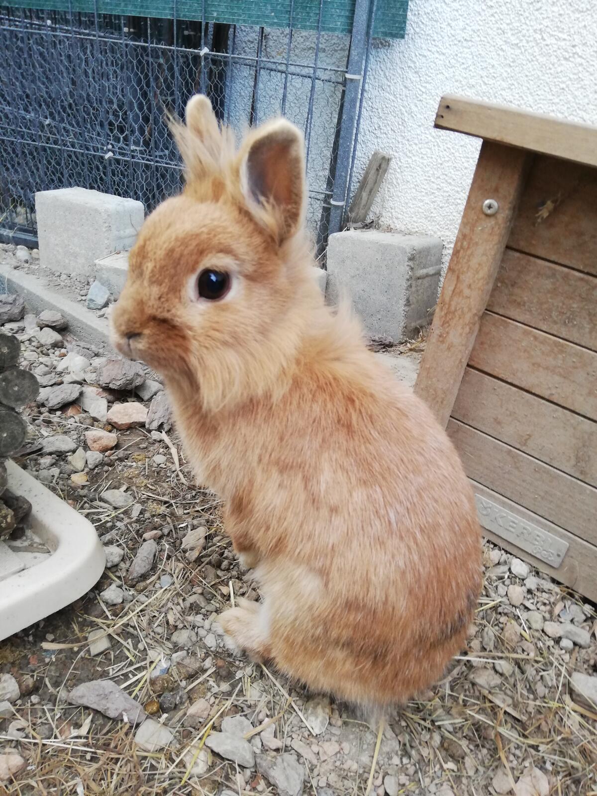 Zwei Zwergkaninchen suchen ein neues Zuhause 1