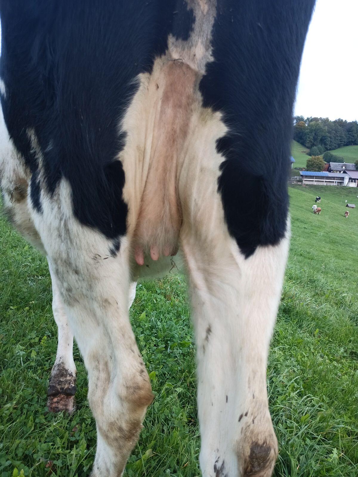 Bio Holstein Zuchtkalbinnen hornlos 1