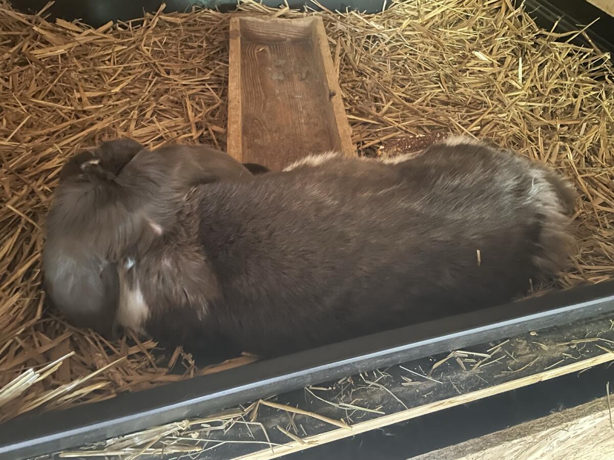 Deutsche Widderkaninchen 3