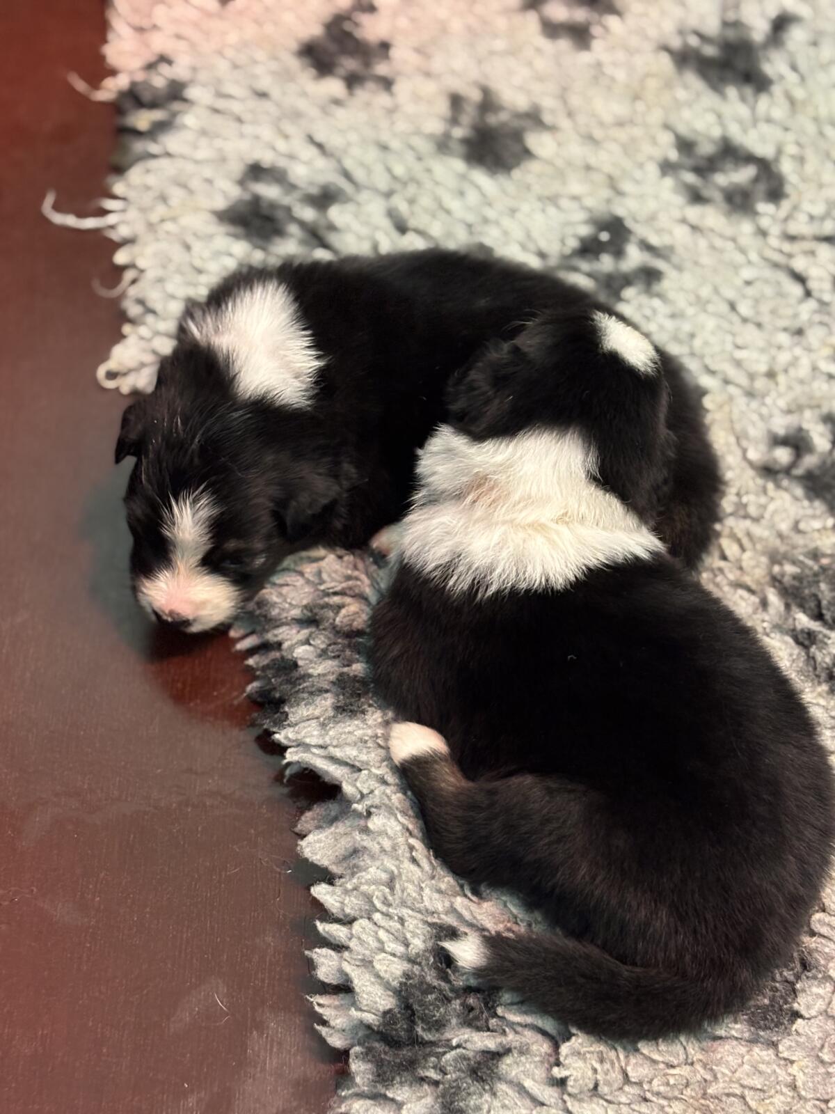 Australian Shepherd mit Ahnentafel 3