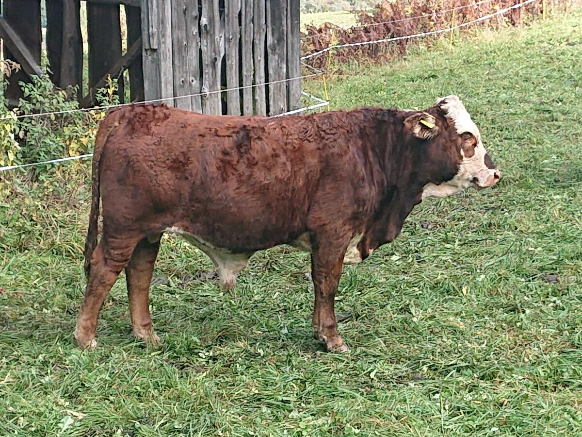 Jungstier 1