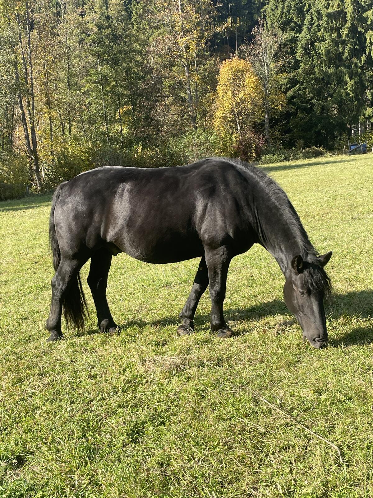 Noriker Wallach 2