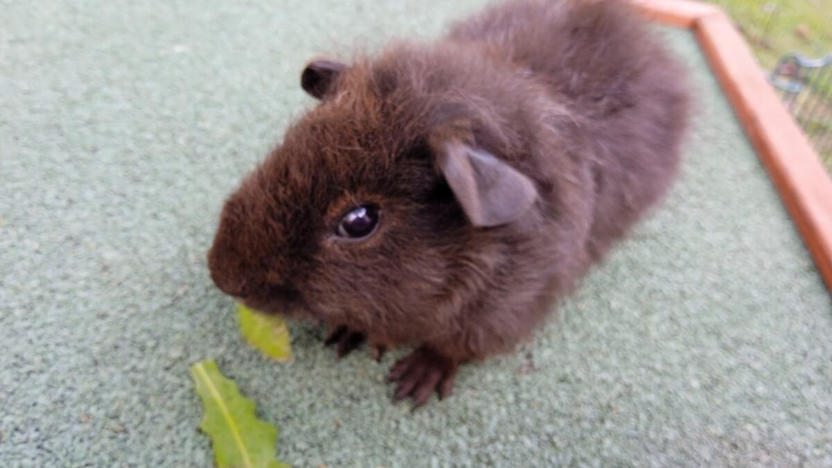 Süße bunte Meerschweinchenjungs 2