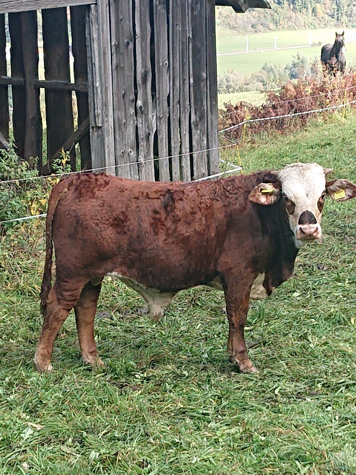 Jungstier 2