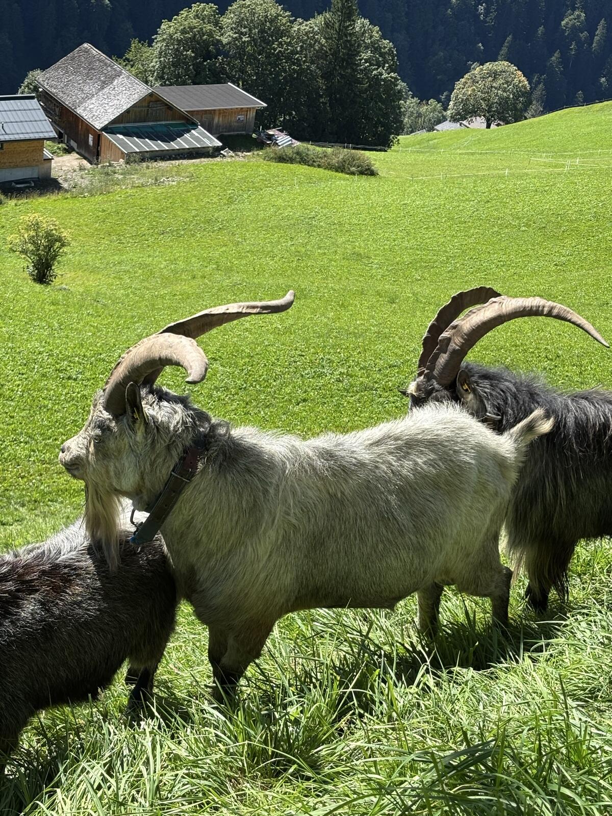 Blobe Bock L-Linie 2
