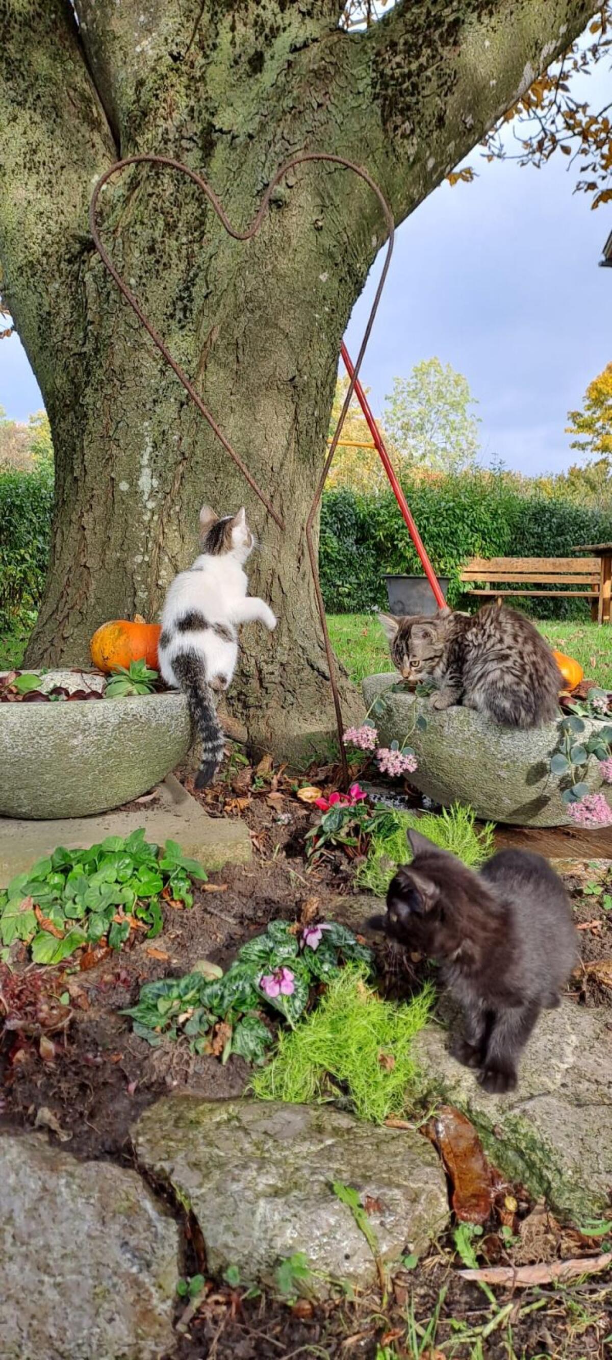 Kleine Katze 2