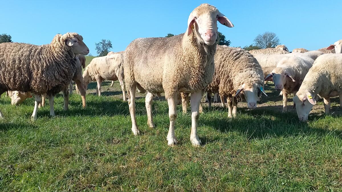 Merino Zuchtbock 2