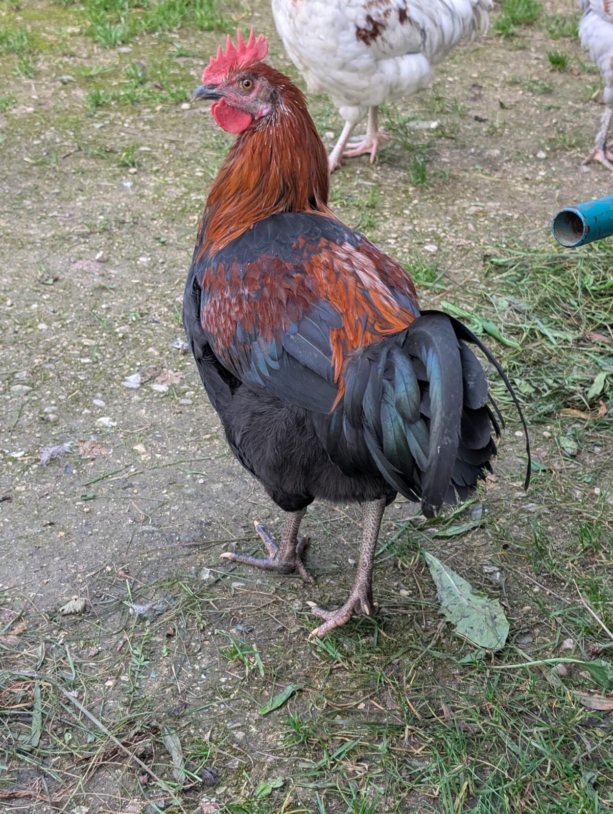 Hähne 3