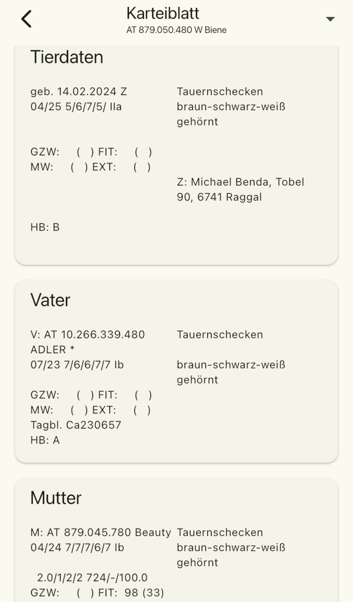 Trächtige HB Tauernschecken Ziege 2