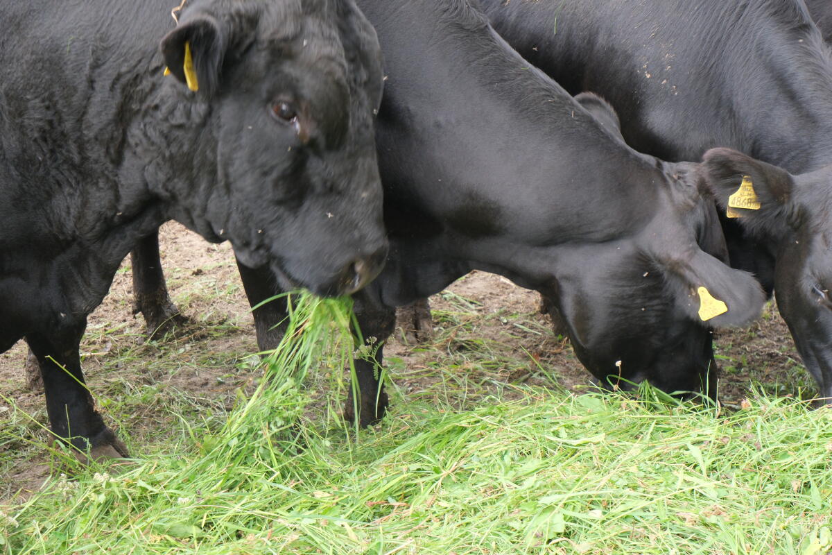 BIO-Aberdeen-Angus 2