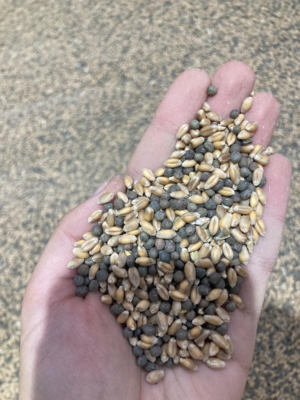 Bio Wicke-Weizen-Gemenge 1