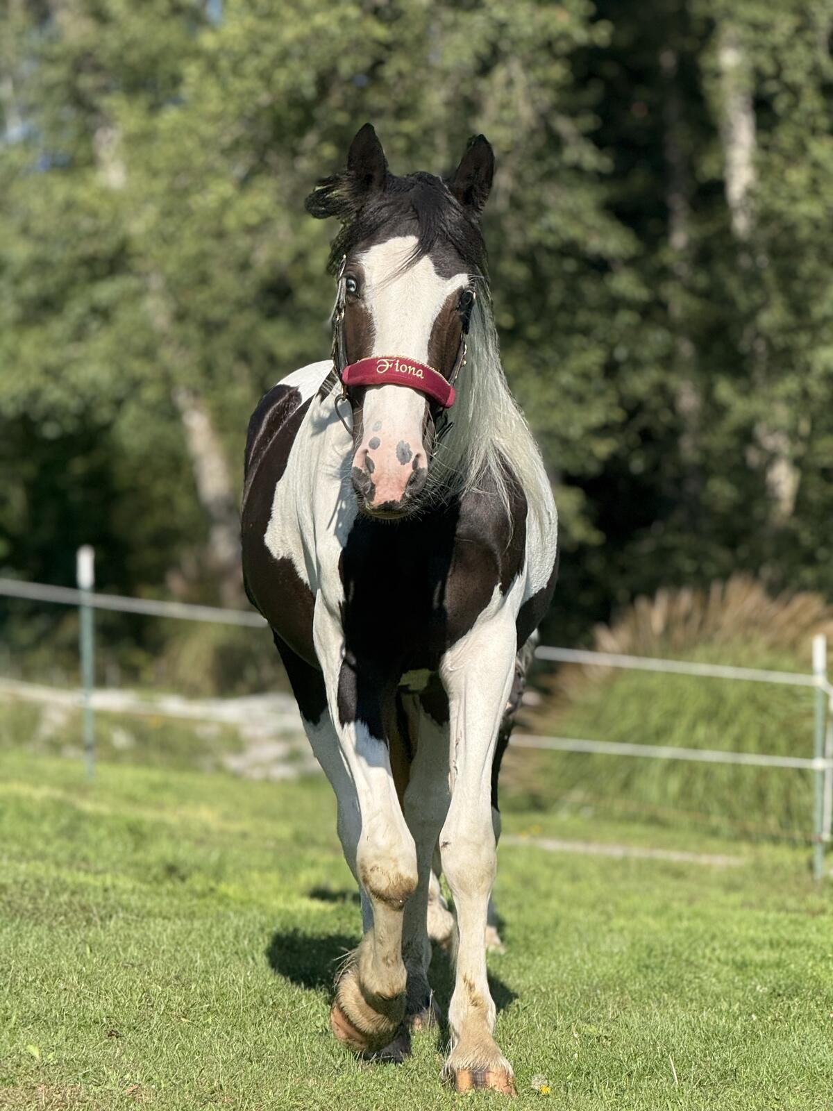Barock Pinto Stute 2