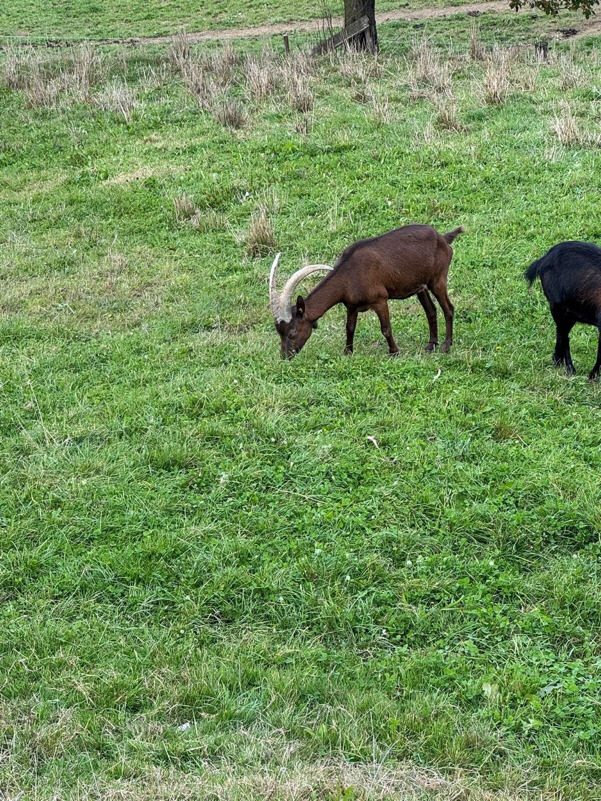 Verkaufe mehrere Aosta Ziegen und Kitze 2