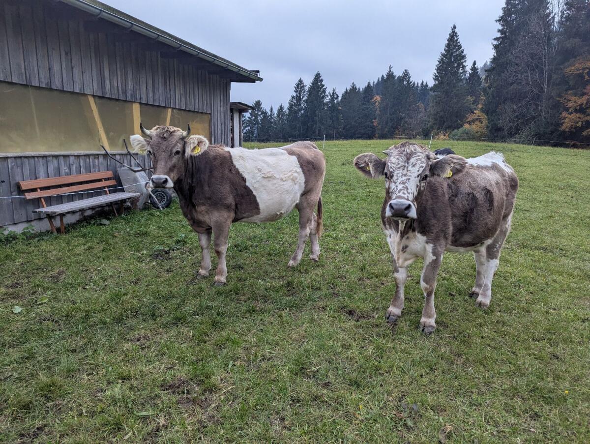 Blüm und Weißgurt zu verkaufen 1