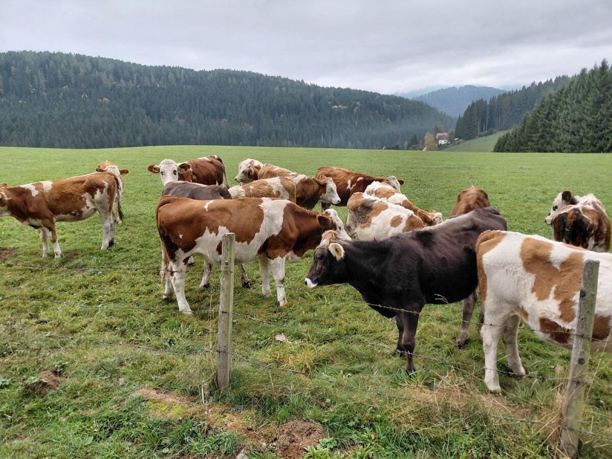 Bio Jungkalbinnen 1