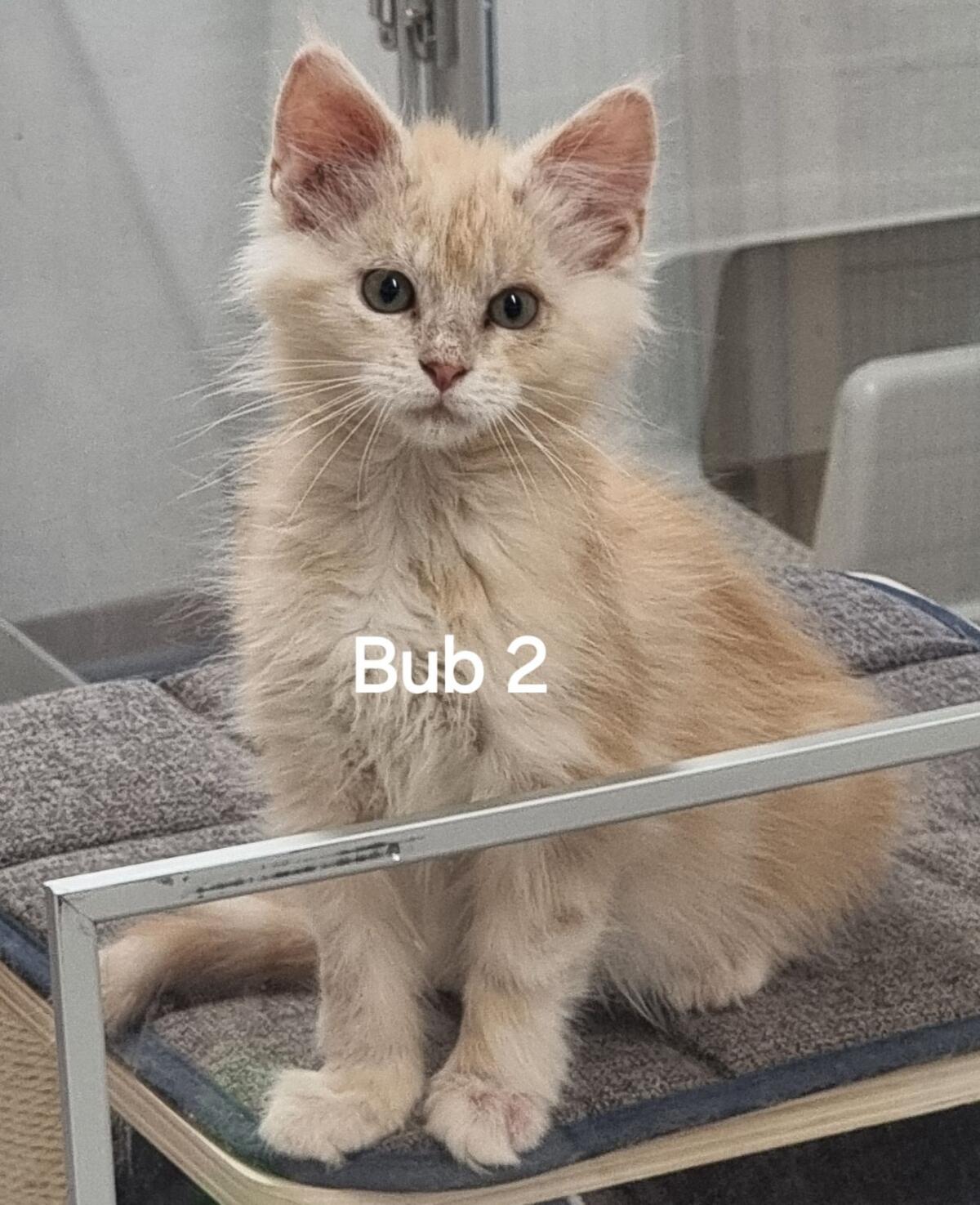 5 reinrassige Maine Coon Babys suchen Personal 2
