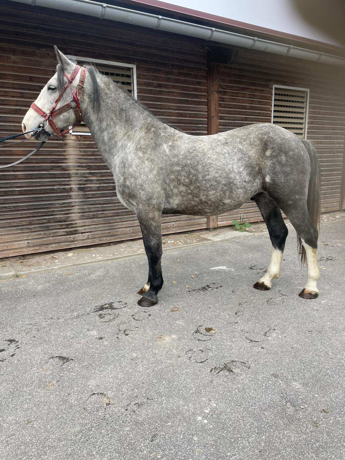 Freizeitpferd 2