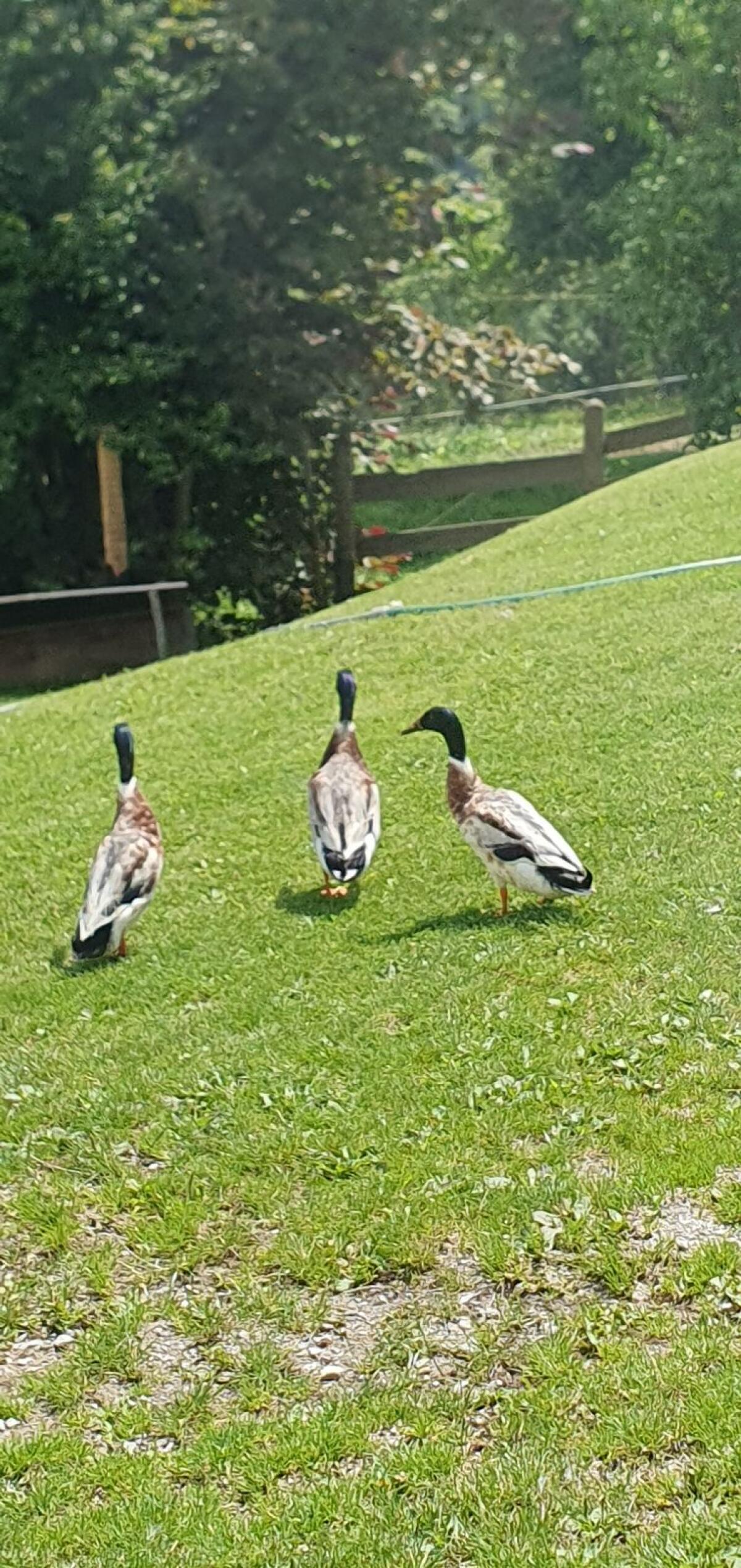 Laufenten 1