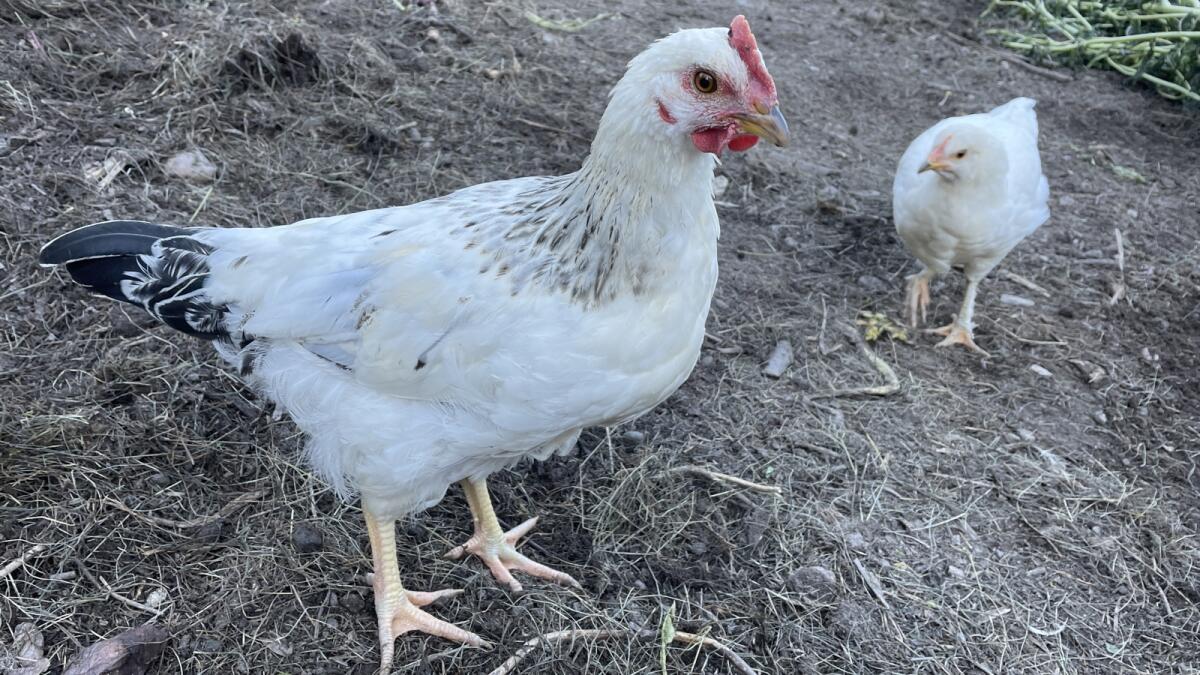 Hahn 2 Stk. zu vergeben (12 Wochen alt) 1