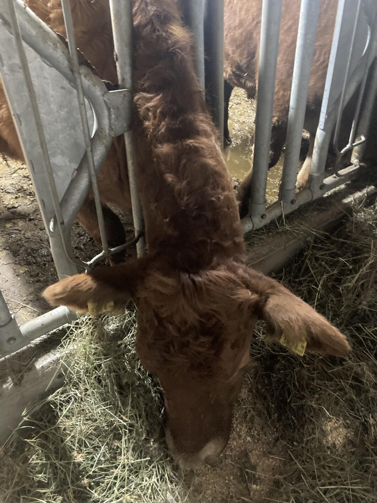 Bio Fleckvieh/Limousin Rind trächtig 2