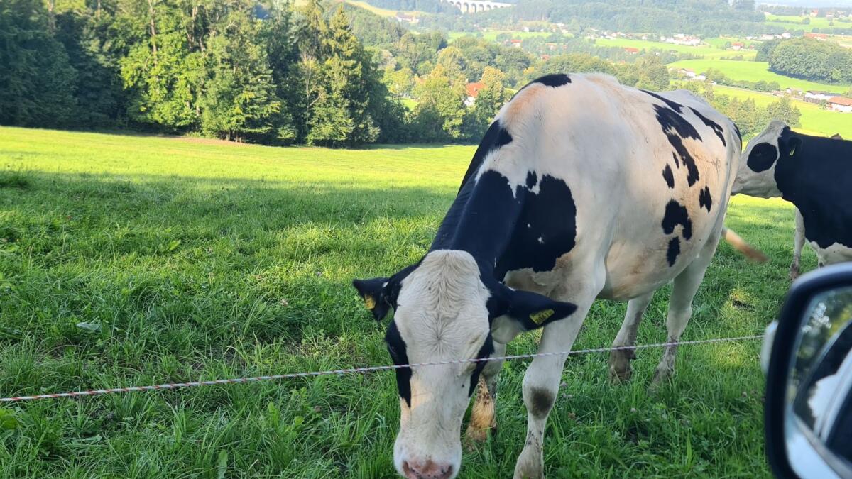 Verkaufe trächtige BIO-Kalbinen 2
