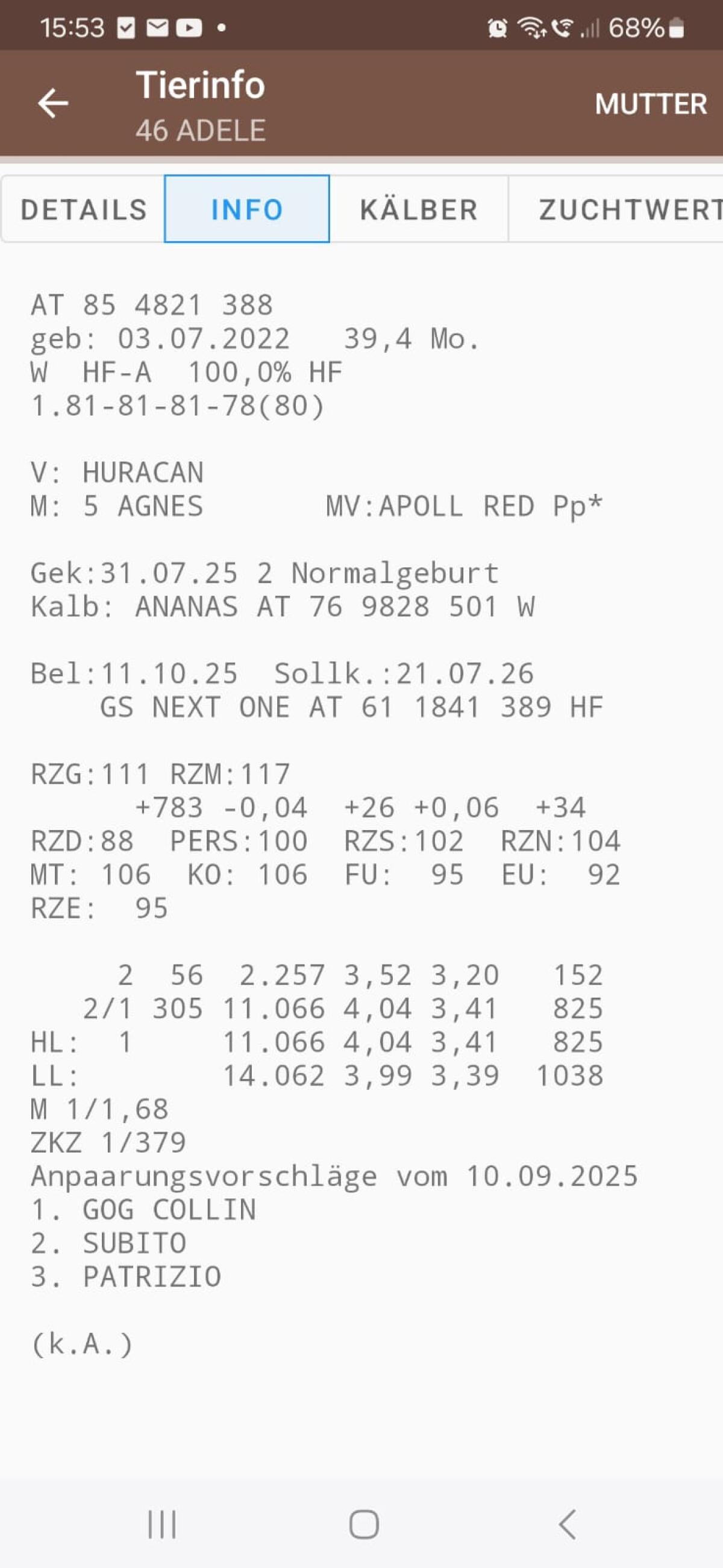 HF Kuh 2. Laktation 2