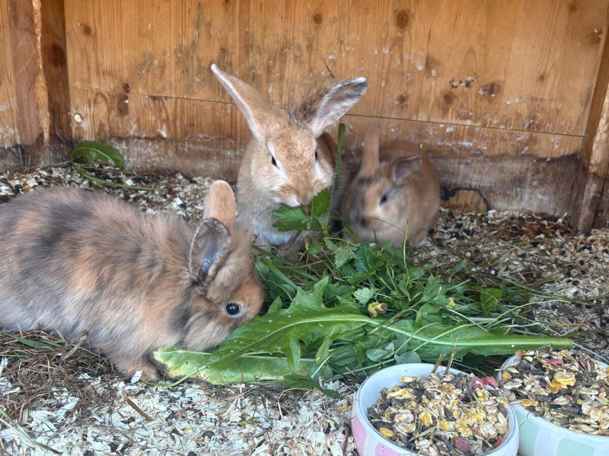 4 Stk. Löwenkopfkaninchen 2