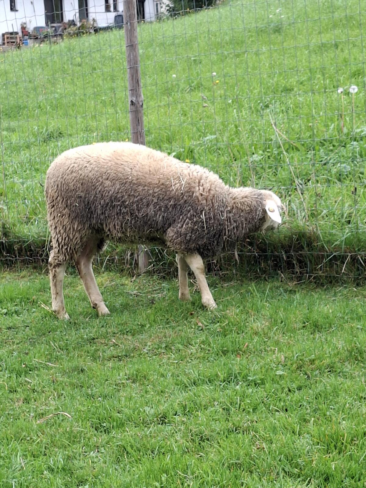 Schönes Bergschaf/Jura-Lamm zu verkaufen 1