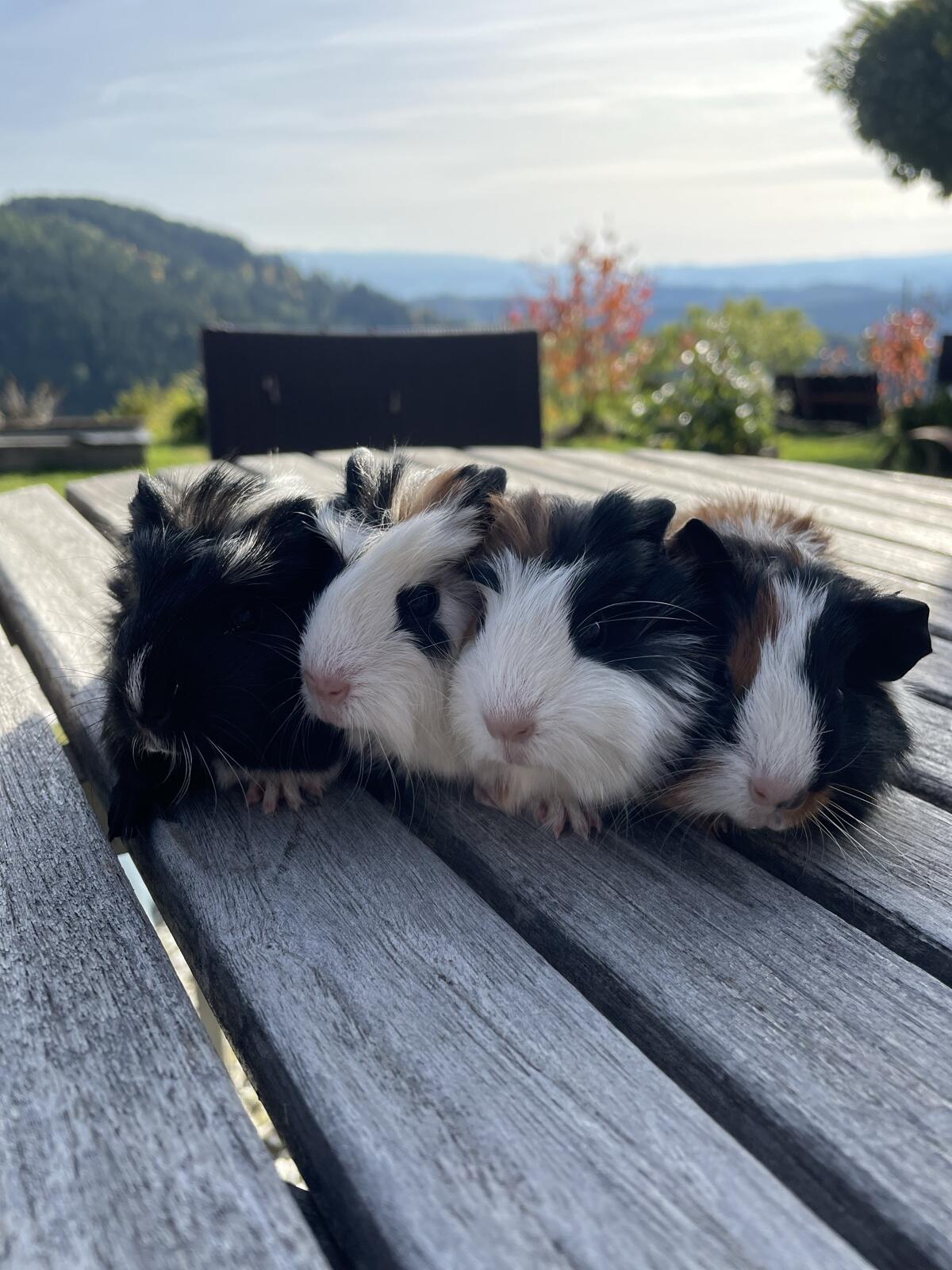 Meerschweinchen 2