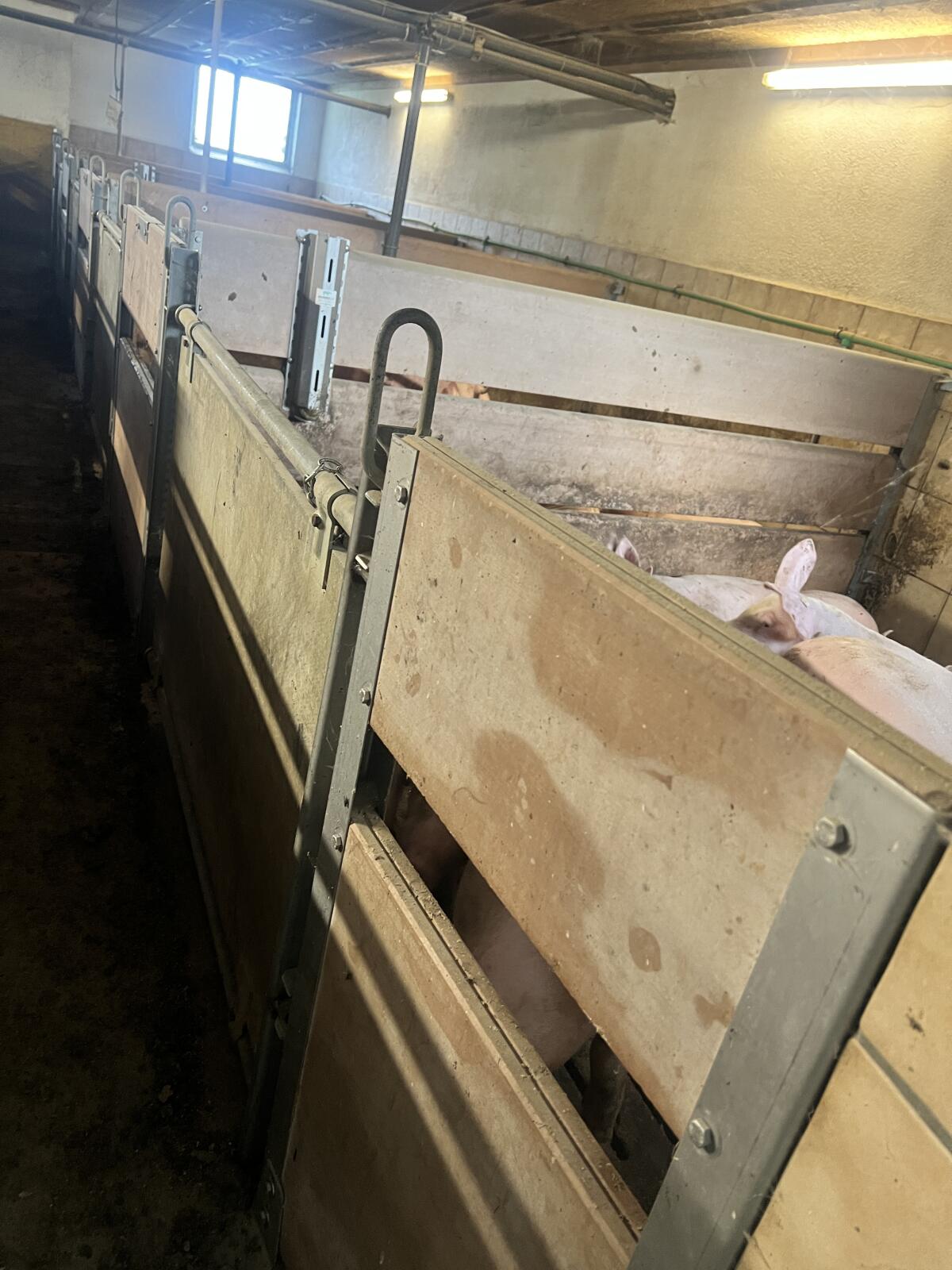 Aufstallung für Schweine 1
