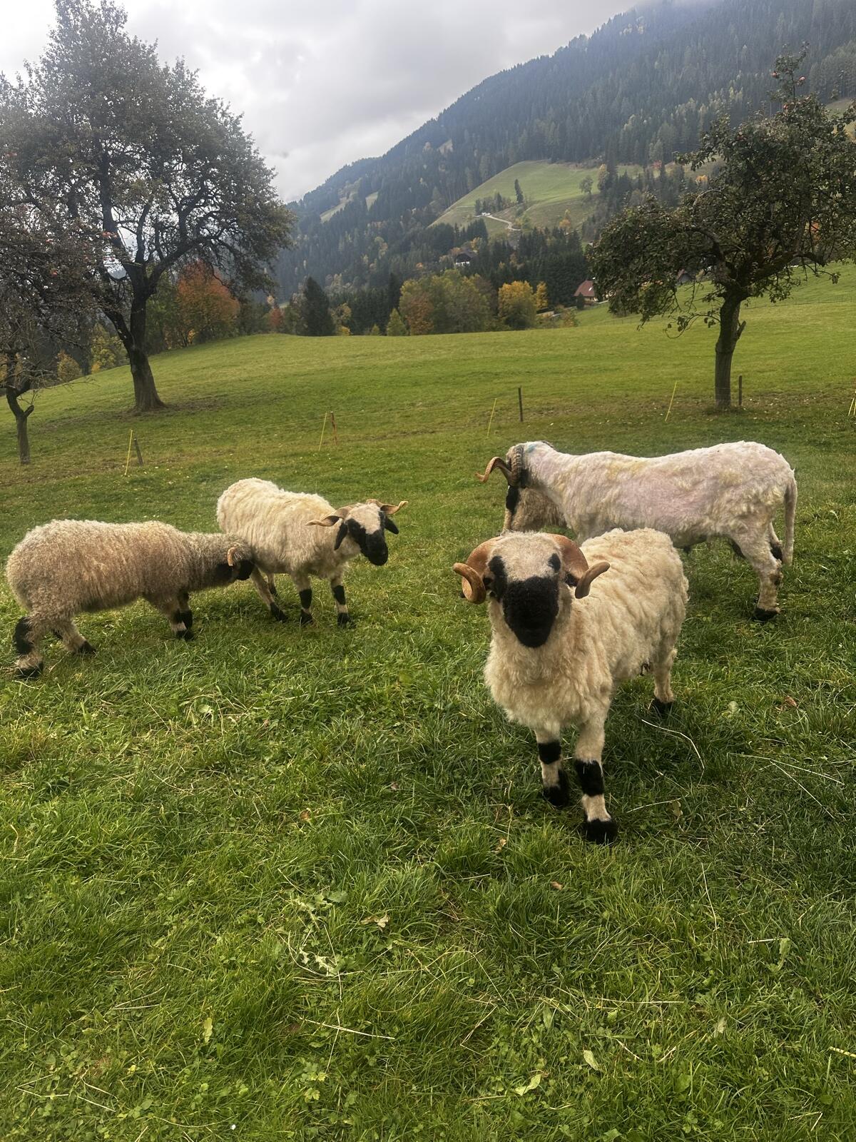 Walliser Schwarznasenwidder 2