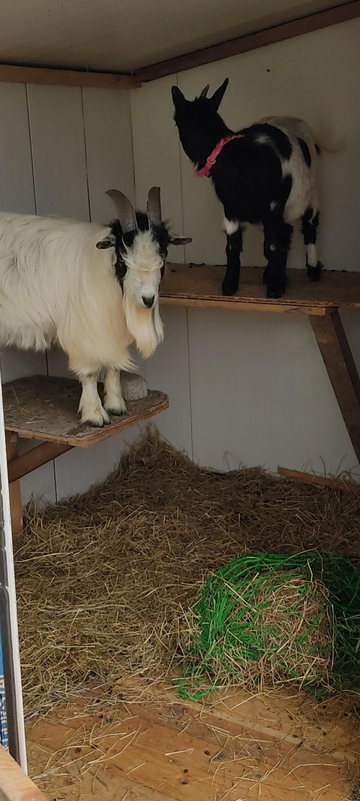 Mini Zwergziegen 3