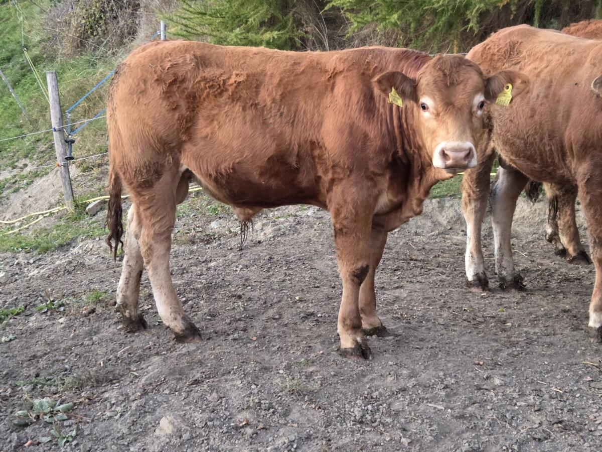 Limousin Zuchtstiere 1