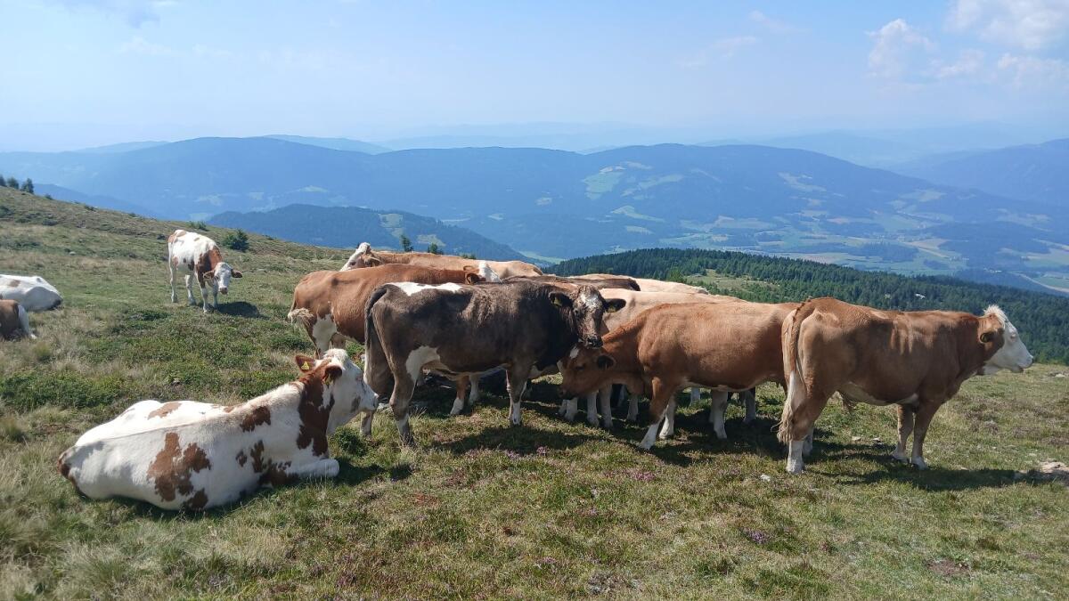 Bio Kalbinnen, Kalbin hochträchtig 3