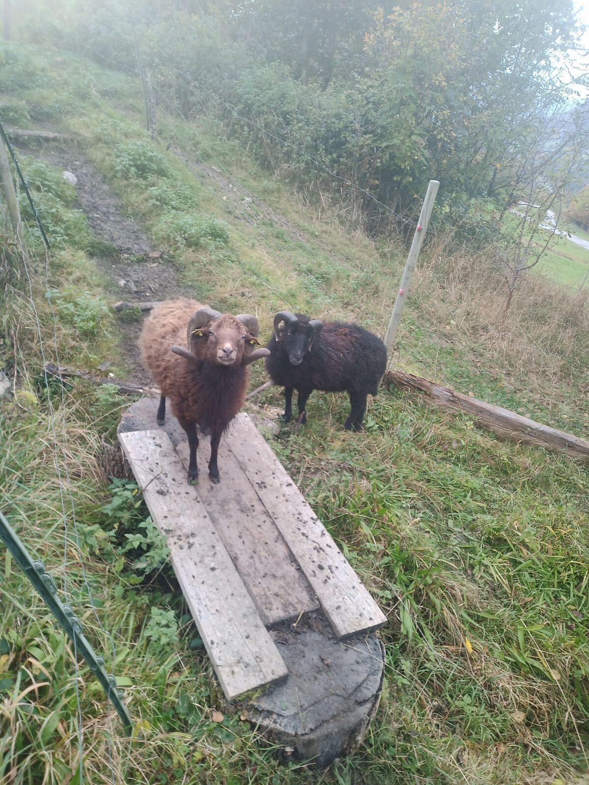 Quessant Bock 2