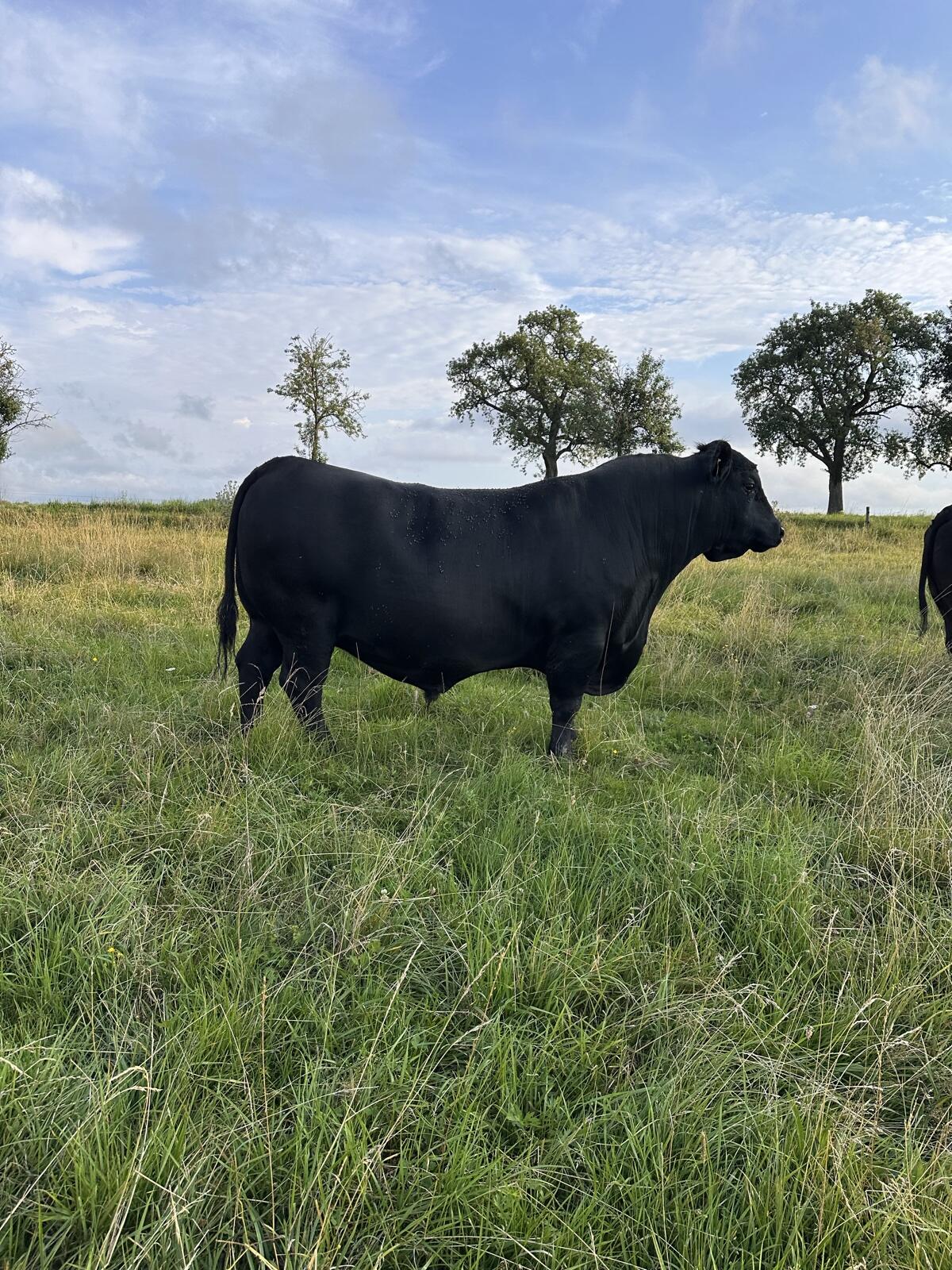 Bio Angus-Stier Donaumoos Milo X876 2