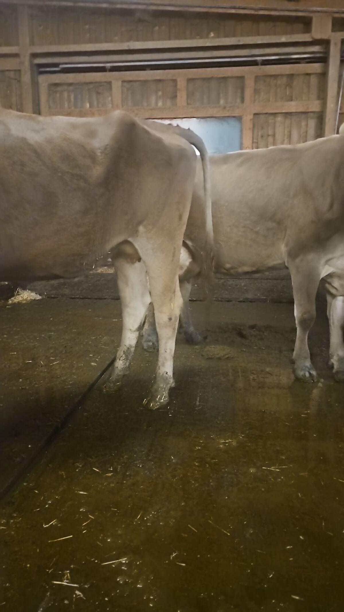 Brown Swiss Kalbin 2