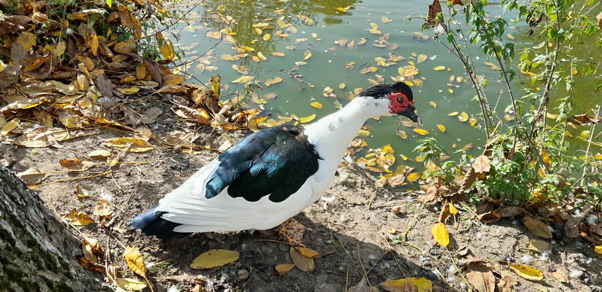 Verkaufe Stille Enten 3