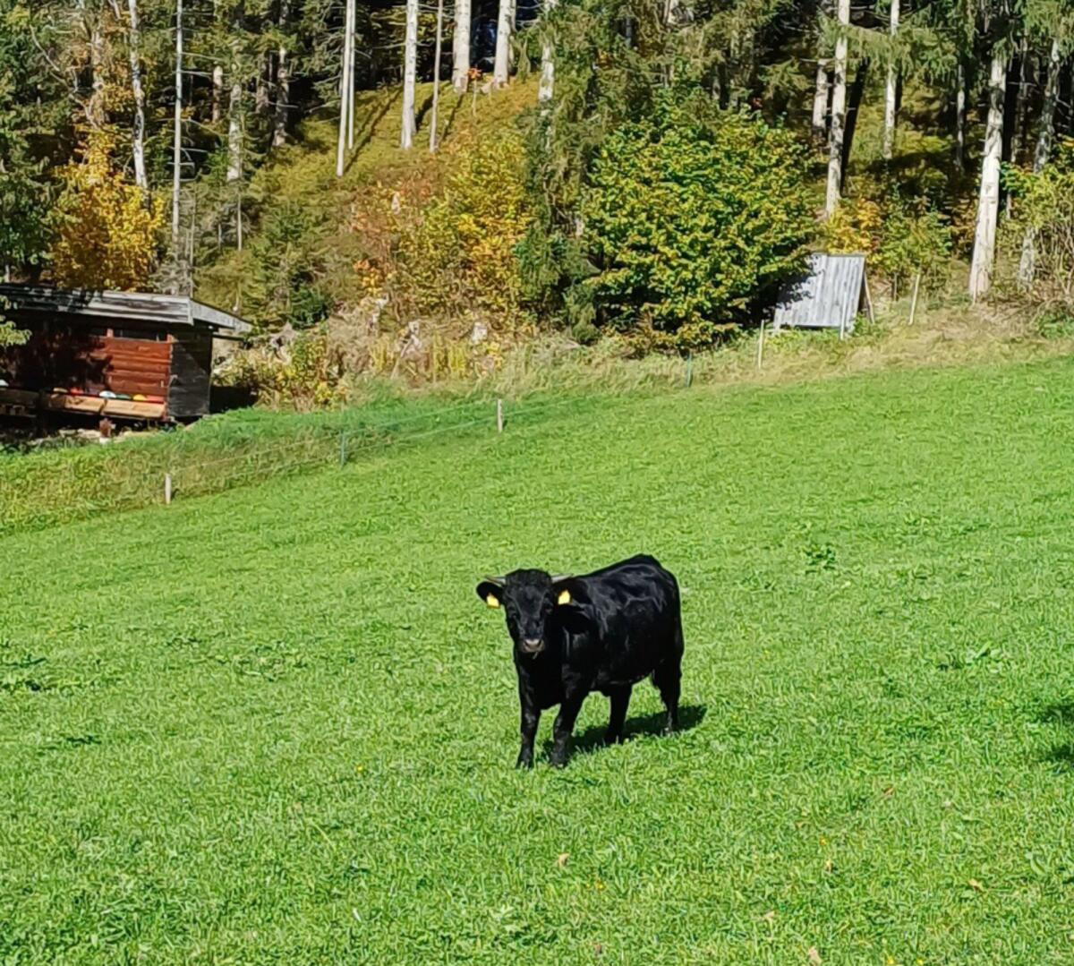 Bio Dexter Kälber und Kalbinnen 2