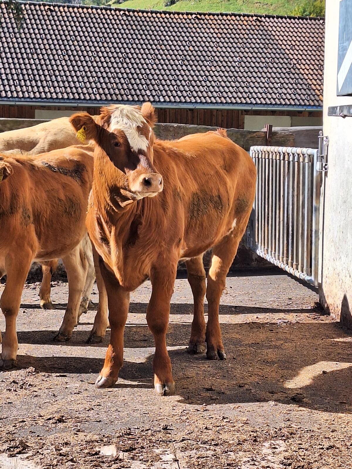 Bio Kalbinnen 2