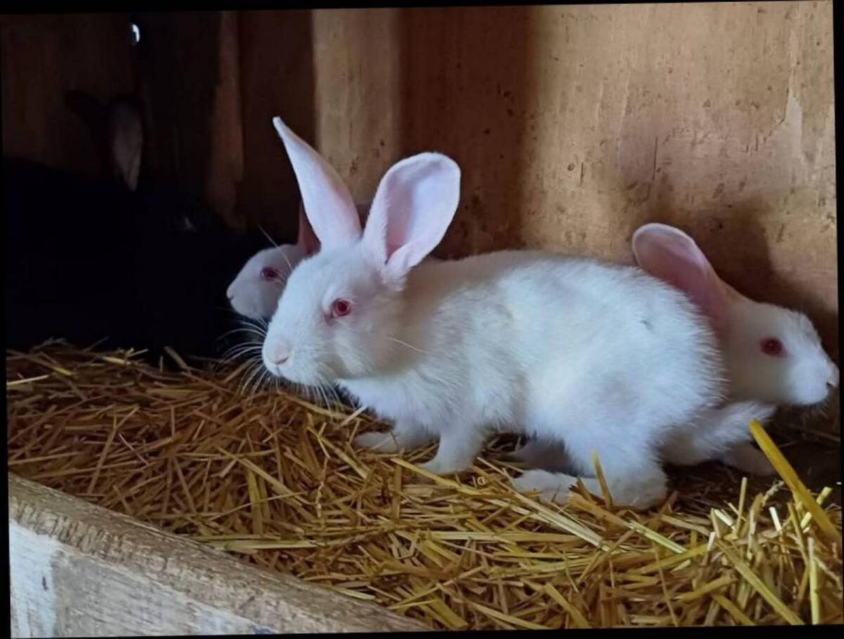 Fleischkaninchen, Haushasen 2