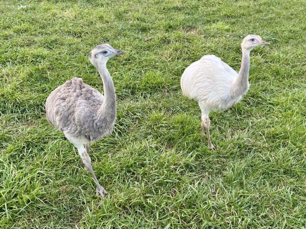 Nandu 1