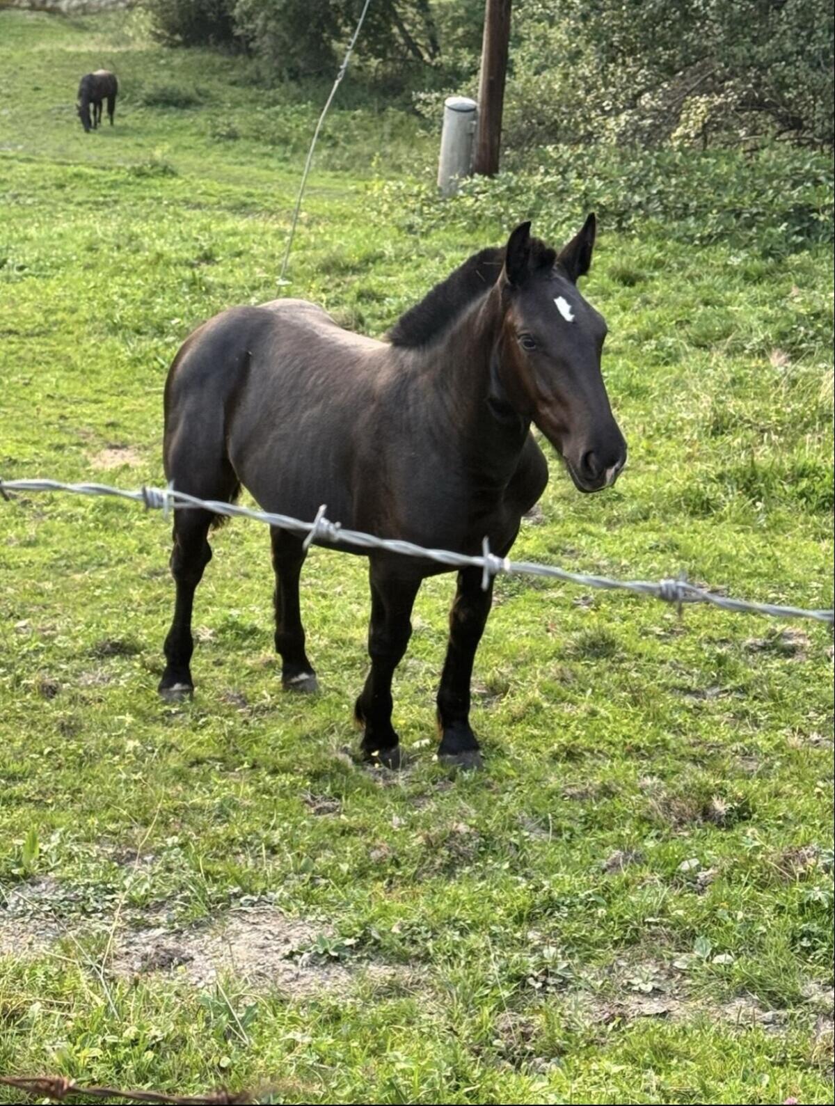 Noriker Stutfohlen 1