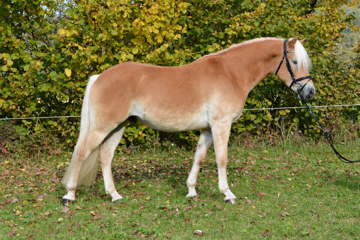 Haflinger-Wallach 2