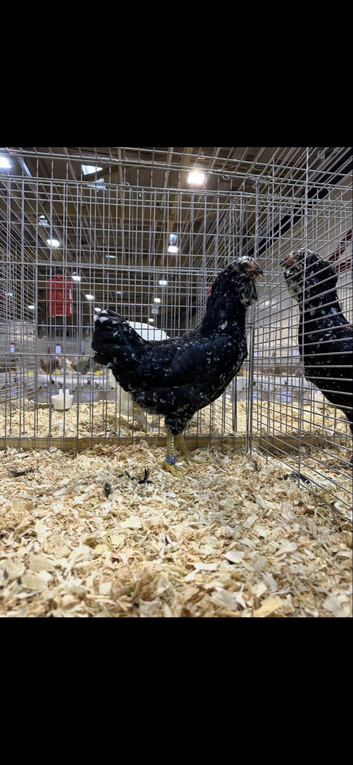 Orloff, Nackthalshühner, Brahma und Laufenten 3