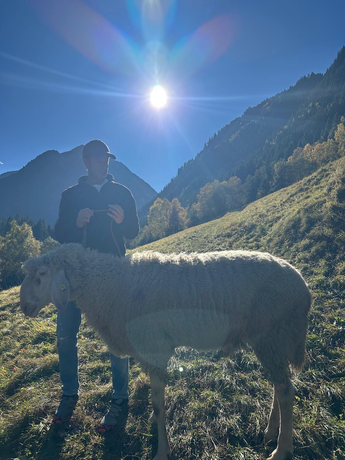 HB - Bergschafwidder 2